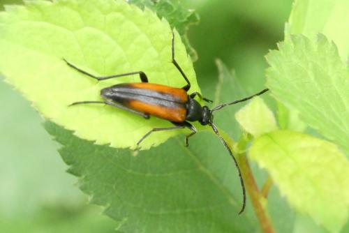Stenurella melanura